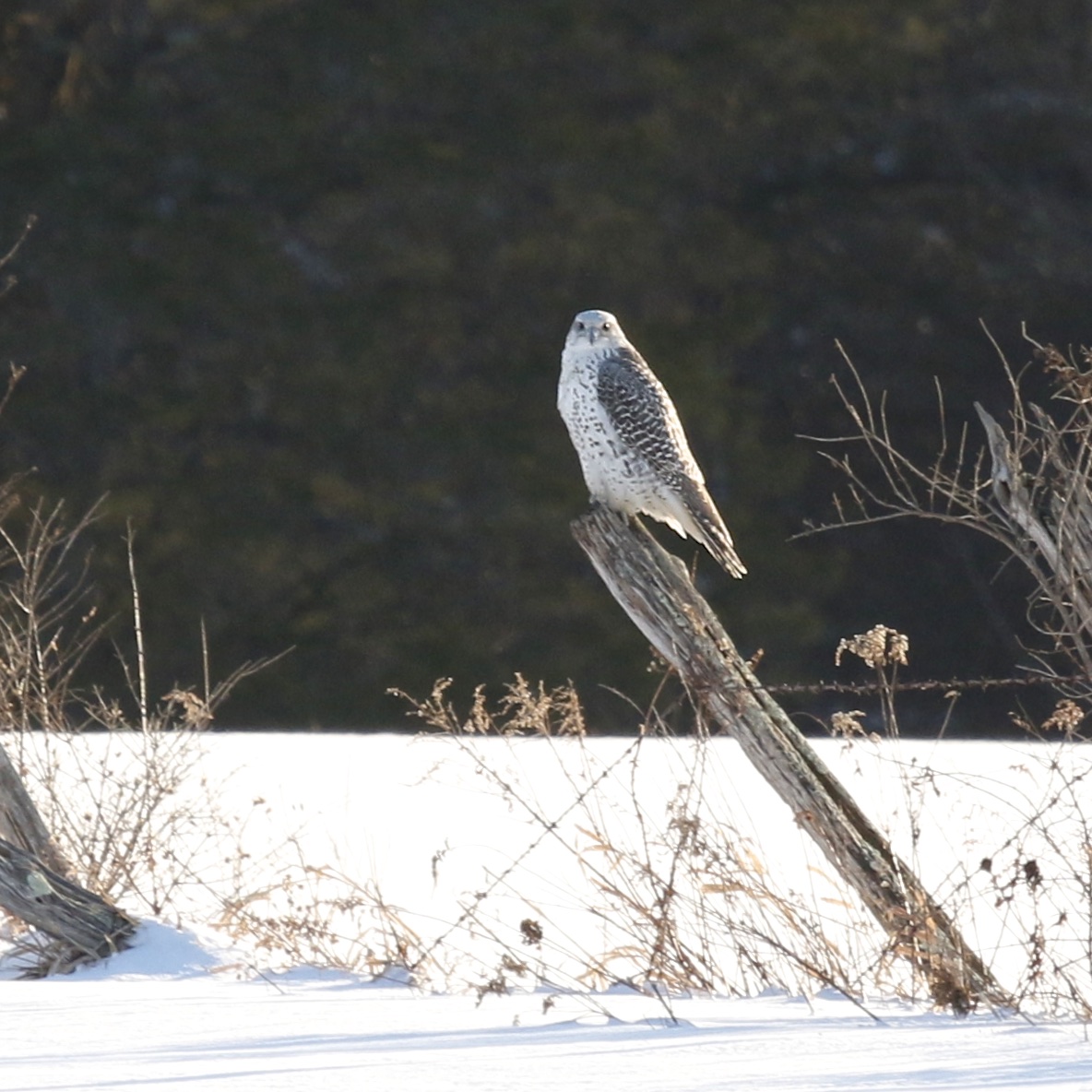 ~The Ulster County Gyrfalcon on a nice perch on Bruyn Turnpike in Wallkill, NY, 2/10/15.~