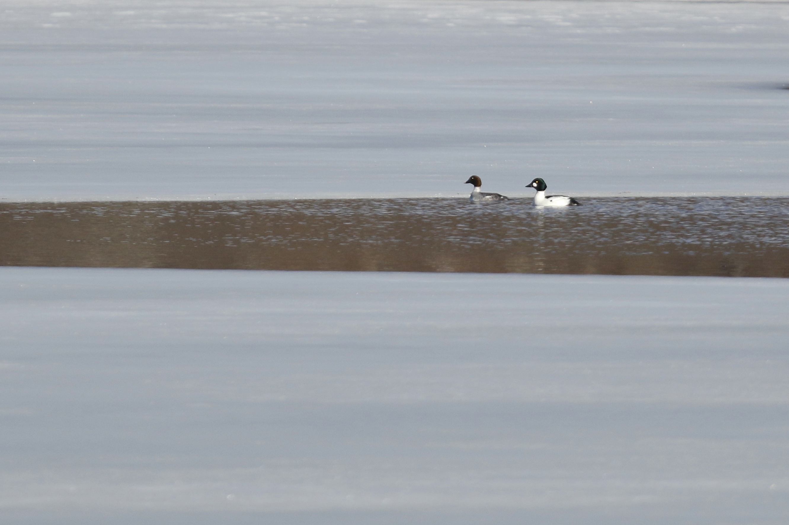~I thought these two would be the highlight of the day until I found the Snow Geese. Common Goldeneye at Glenmere Lake, 3/17/15.~