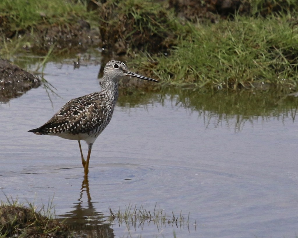 ~Greater Yellowlegs at the Camel Farm, 4/2615.~