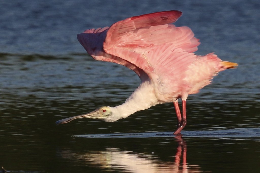 ~I never really appreciated Roseate Spoonbills until I saw them in person. I was really blown away, they are so much more beautiful than I ever thought. J.N. Ding Darling National Wildlife Refuge, 5/3/15.~