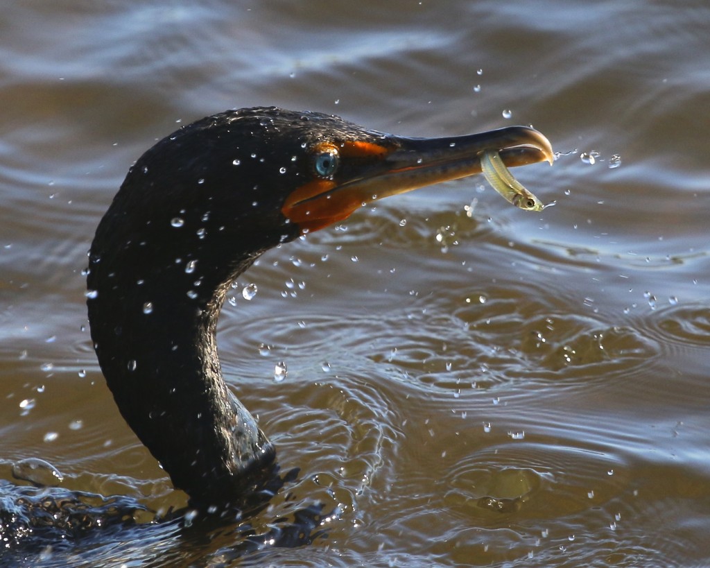 ~A Double-crested Cormorant comes up with a  small snack, J.N. Ding Darling National Wildlife Refuge, 5/3/15.~