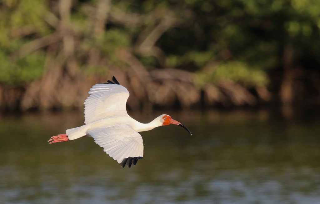 An adult White Ibis does a flyby at  J.N. Ding Darling National Wildlife Refuge, 5/4/15.