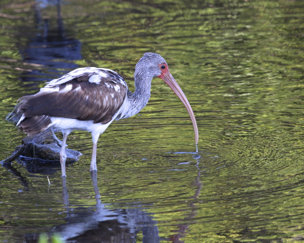 ~A young White Ibis feeds along the shore of one o the pools at the J.N. Ding Darling National Wildlife Refuge, 5/4/15.~