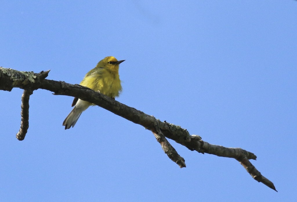 Blue-winged Warbler at Goosepond Mountain State Park, 5/10/15. I was on the lookout for Brewster's Warblers (hybrid Blue-winged x Golden-winged) since I had them out there last year, but I did not see any today.~