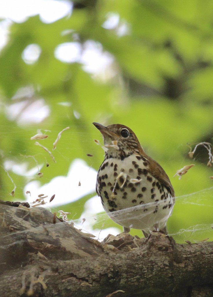 ~Wood Thrush in a web at Goosepond Mountain State Park, 5/10/15.~