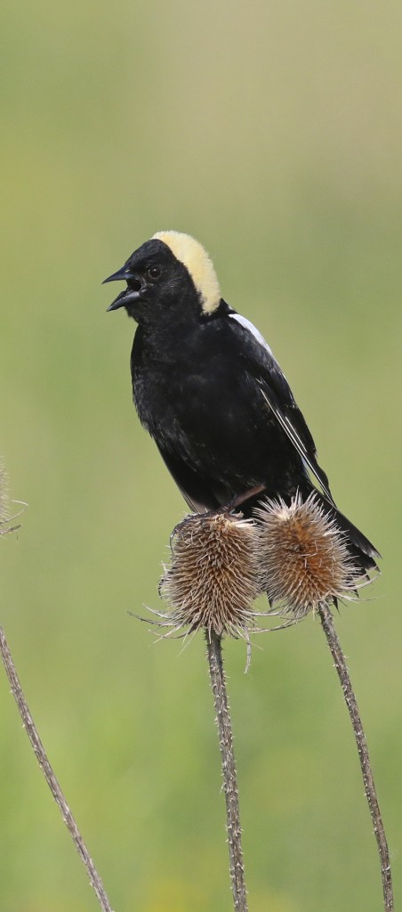 ~Calling Bobolink at the Shawangunk Grasslands NWR, 5/30/15.~