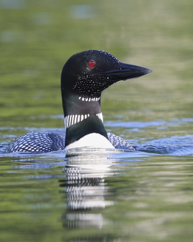 ~Adirondack Appeteaser - Common Loon at Follensby Clear Pond, 6/13/15.~