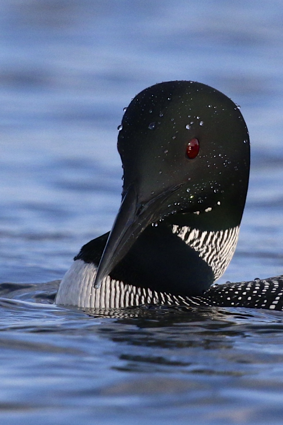 ~Common Loon, Follensby  Clear Pond, 6/13/15.~