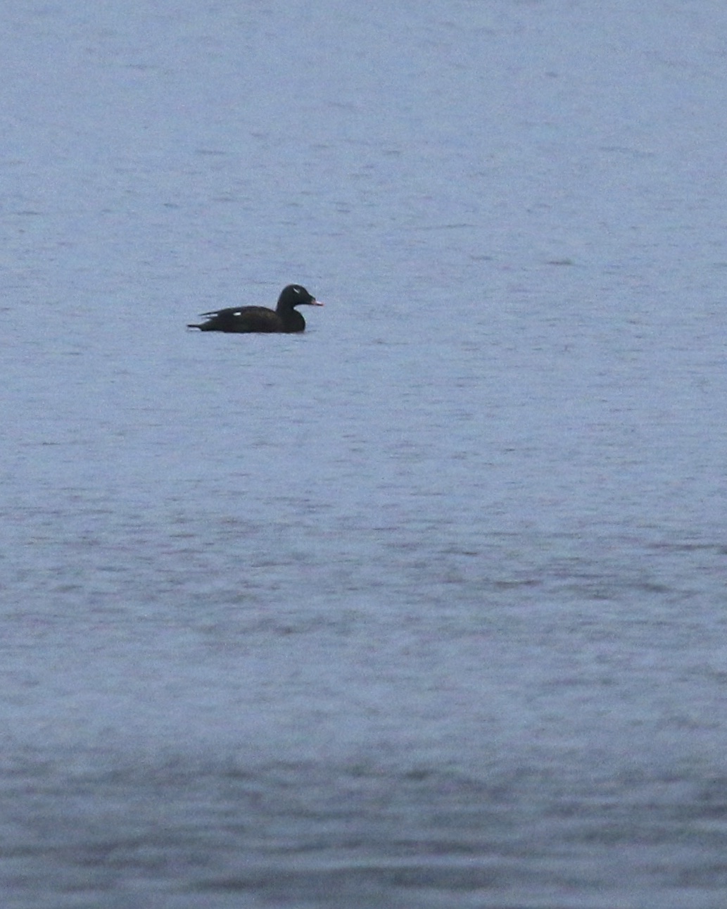 ~I was very excited this afternoon to see this White-winged Scoter in the distance at Indian Kill Reservoir, 12/1/15.~