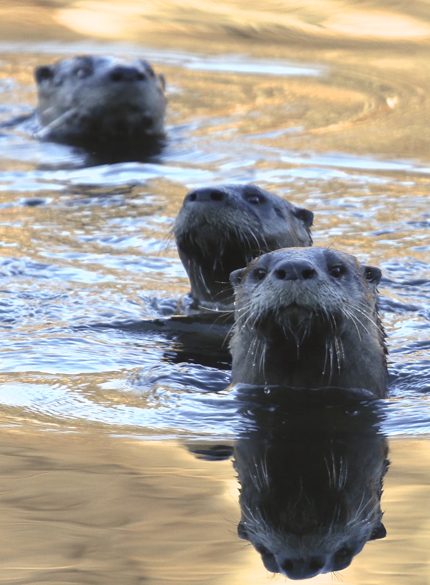 Orange County River Otters, 12/6/15.~
