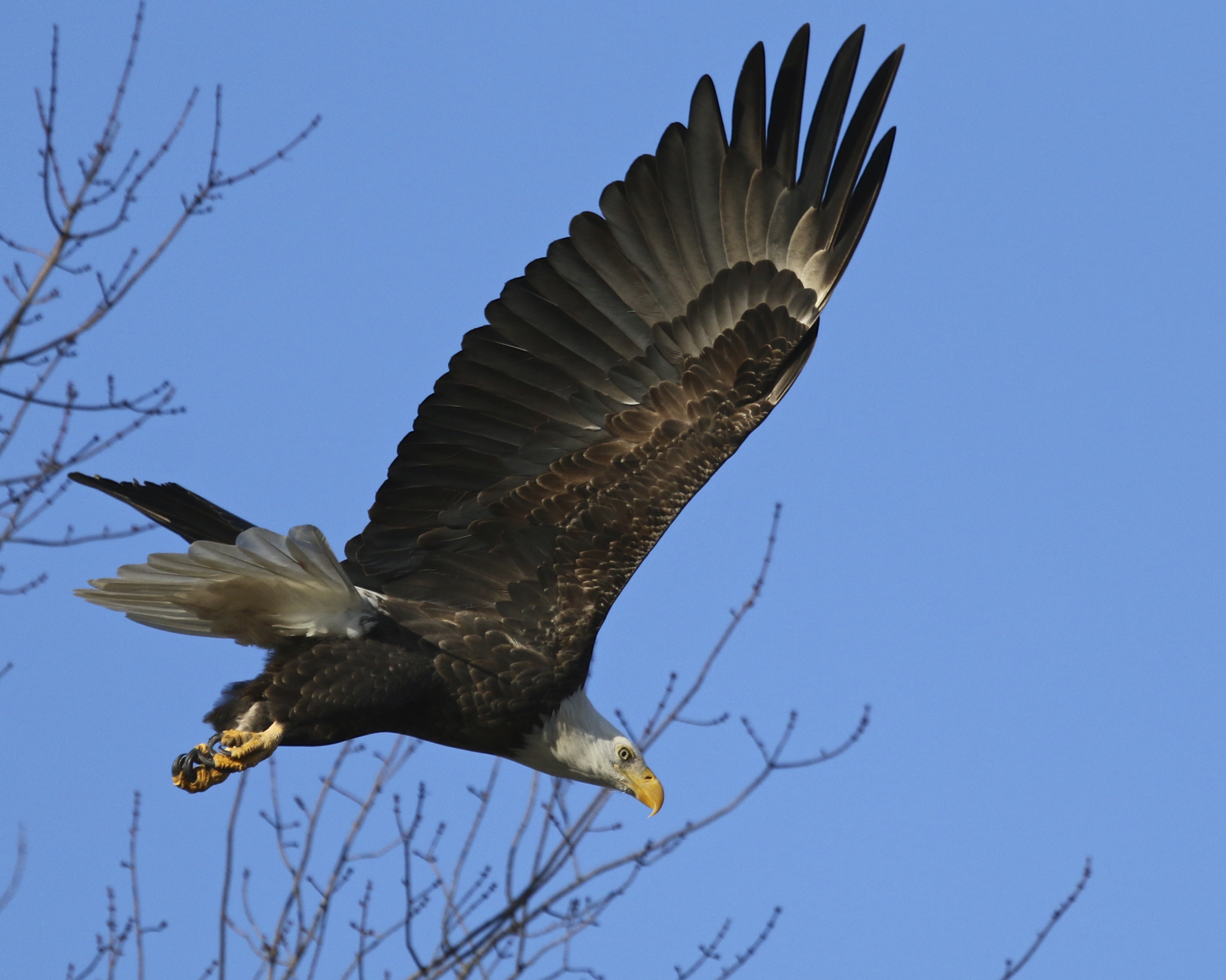 ~Adult Bald Eagle in Pine Island, 12/19/15.~