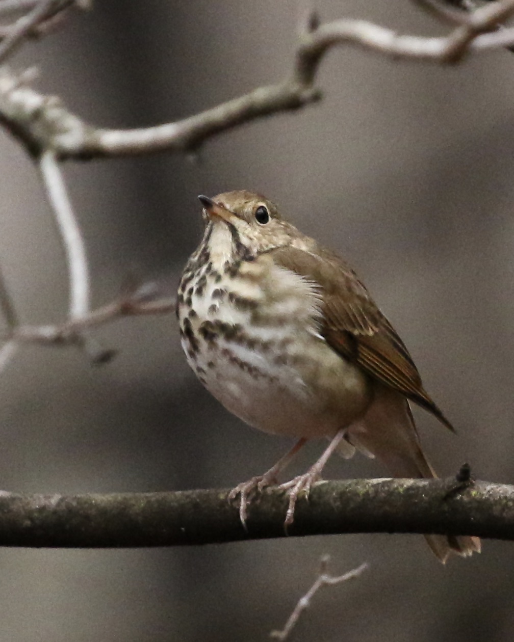 ~It was a less than ideal morning for photos, this shot was taken at ISO 3200.   Hermit Thrush at Goose Pond Mountain, 12/24/15.~