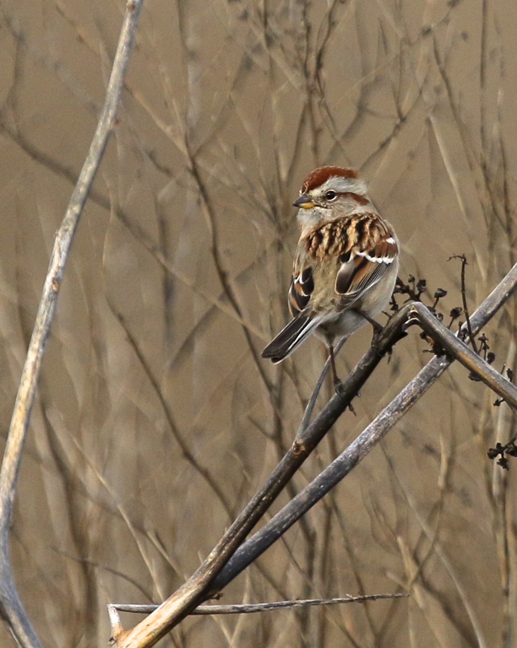 ~I am totally loving the Tree Sparrows this year, I just think they are a super looking sparrow. Walked River National Wildlife Refuge, 12/28/15.~