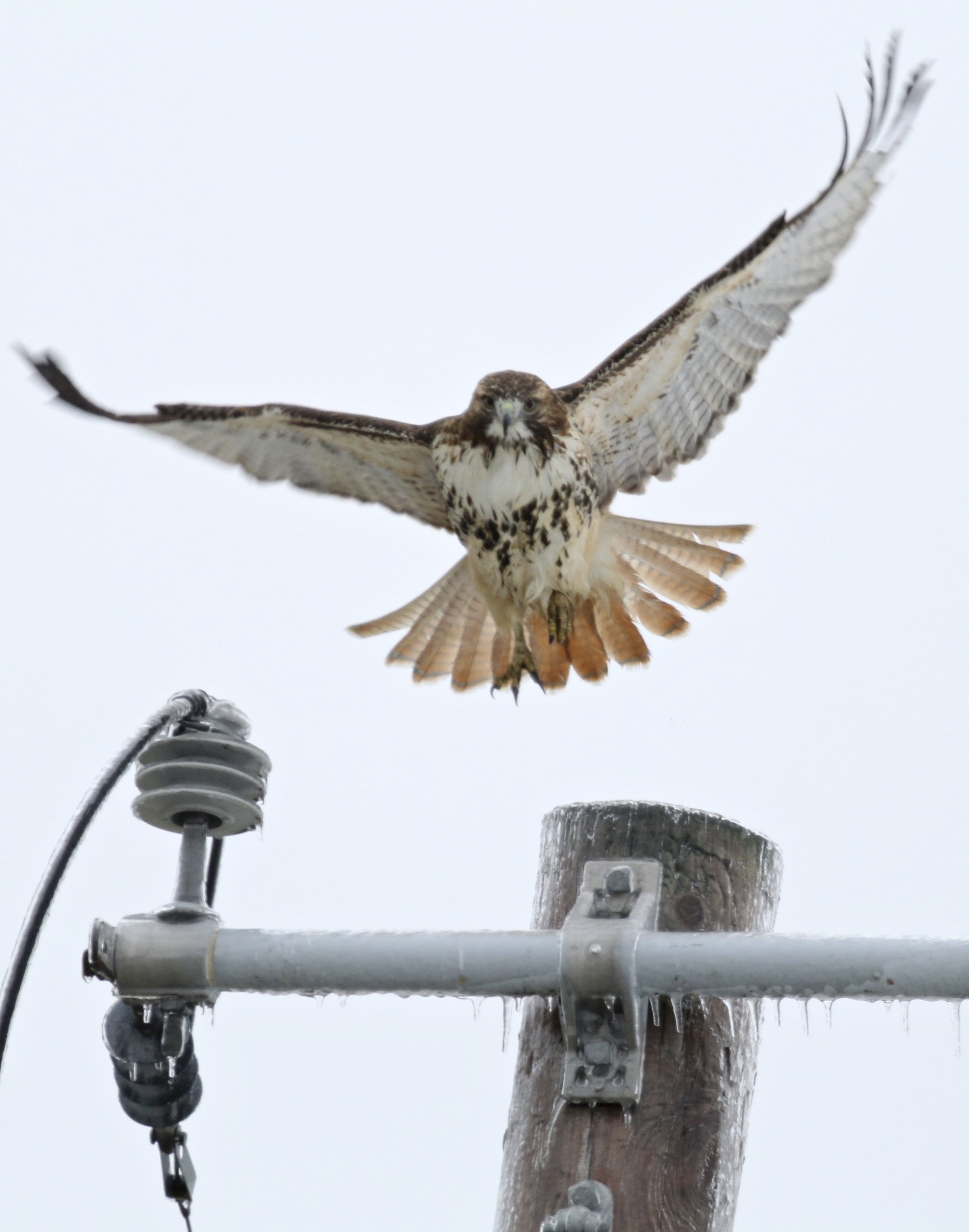 ~A Red-tailed Hawk takes flight off of an icy perch, Black Dirt Region, 12/2915.~