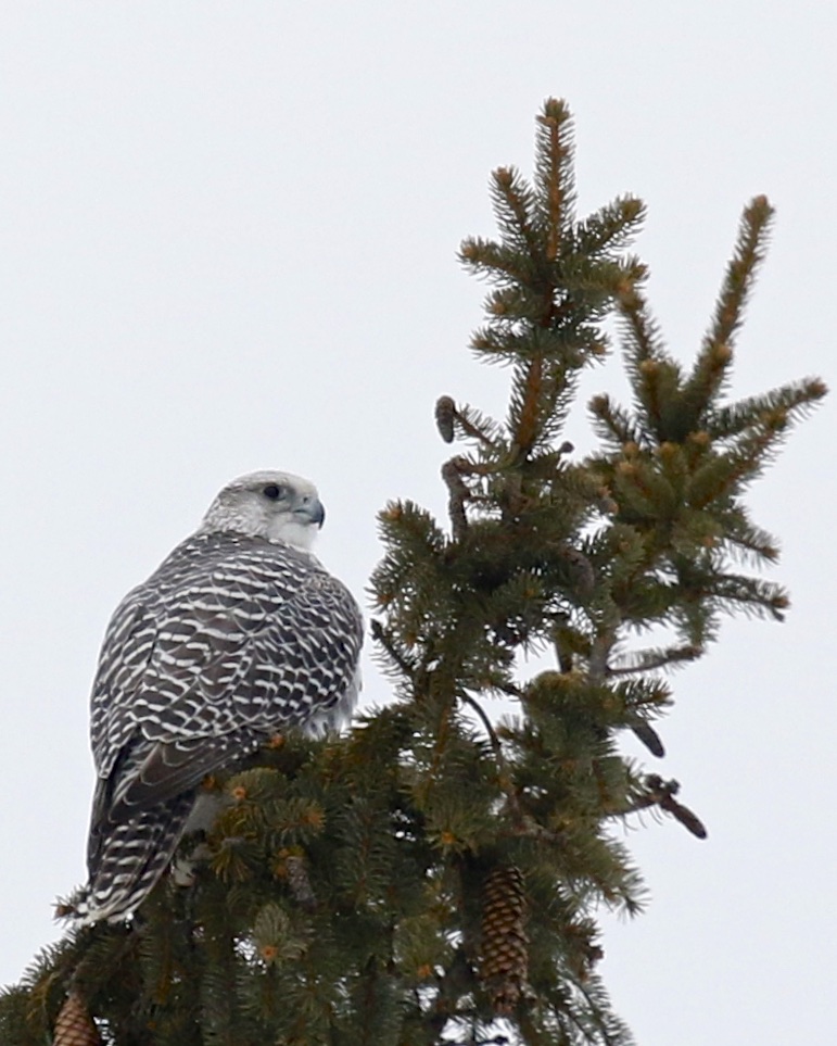 ~Gyrfalcon perched in a spruce tree off of Hoagerburgh Road in Ulster County, 2/7/15.~