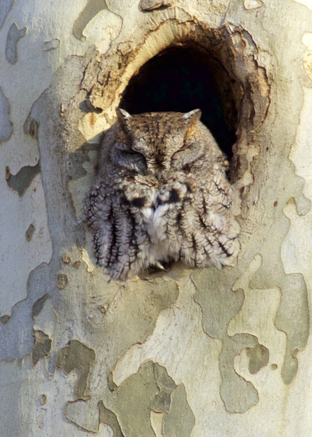 ~Eastern Screech-owl in Sullivan County, 1/1/15.~