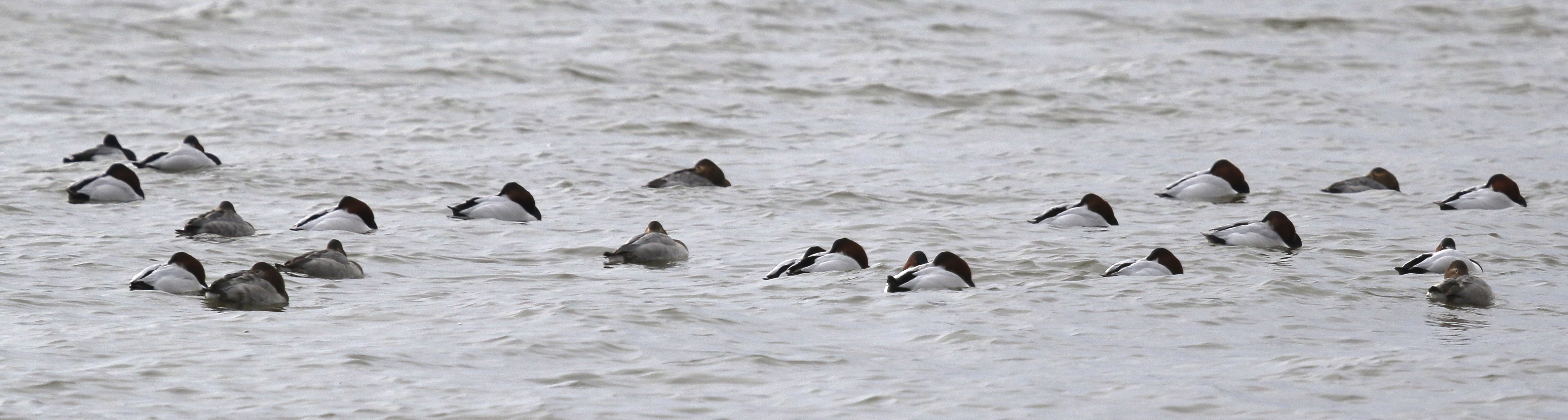 Canvasbacks all tucked in, Piermont Pier 1/9/16.~