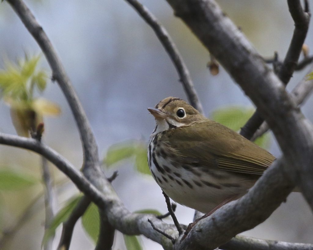 ~Ovenbird at Pochuck Mountain SF, 4/30/16.~