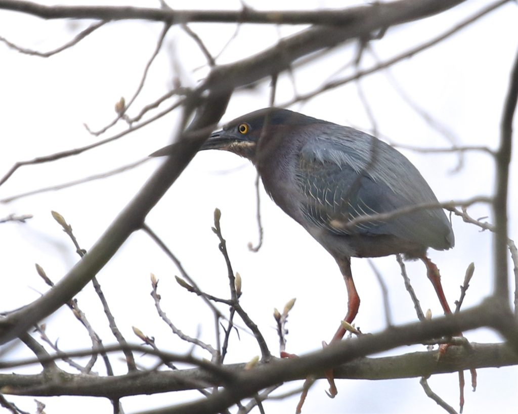 My FOY Green Heron, which is always exciting to me. Love this bird. 6 1/2 Station Road Sanctuary, 5/30/16.~ 