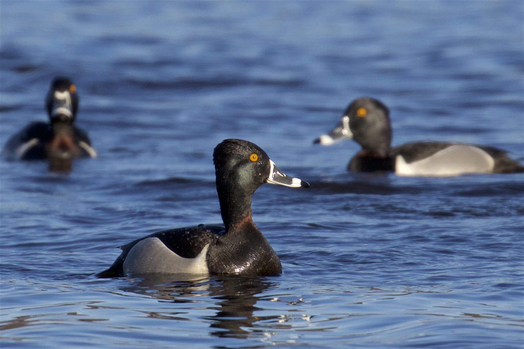 Ring-necked Ducks.