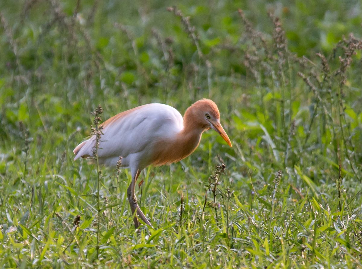 A Word About Cattle Egrets Orange Birding