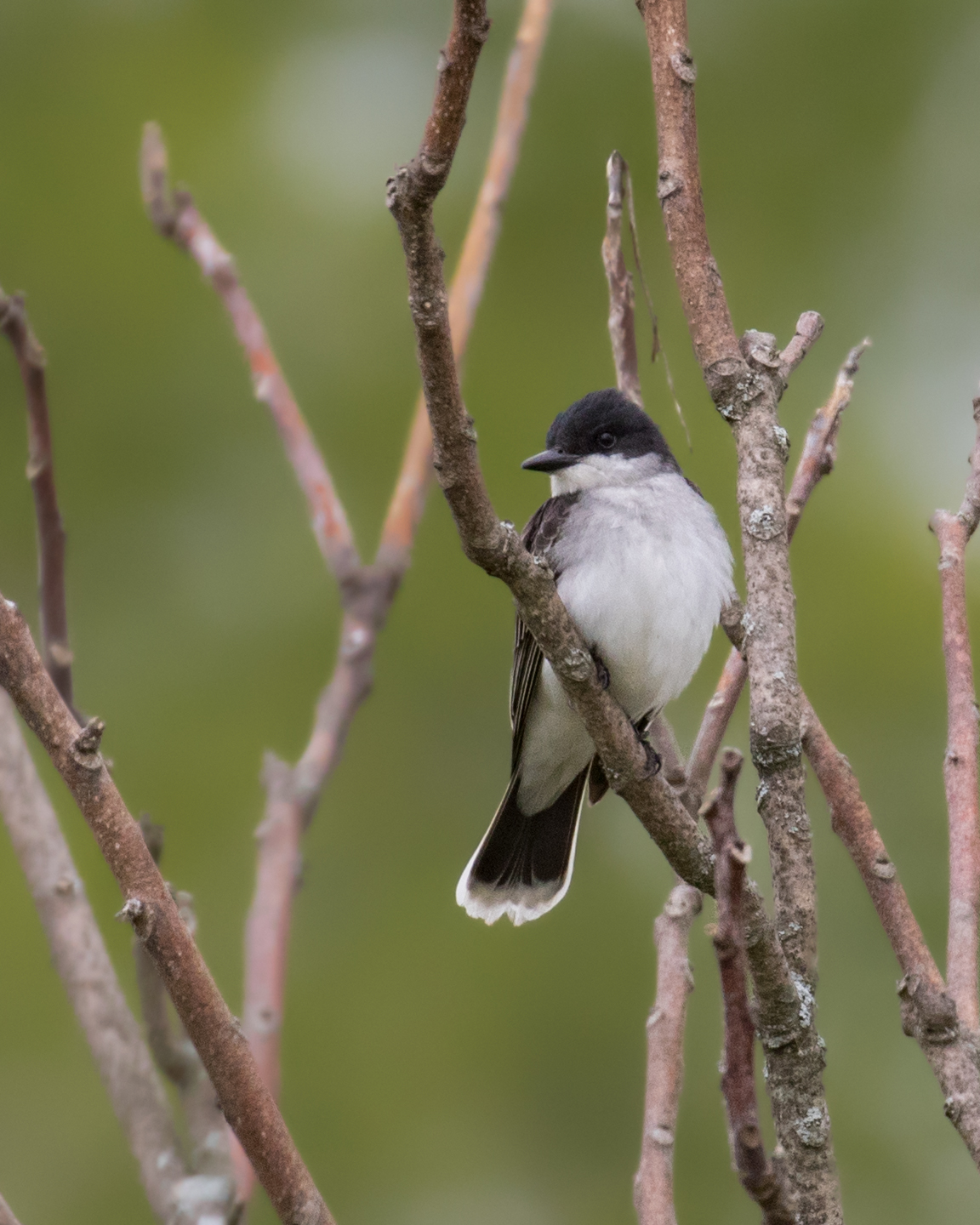 A Good Couple of Days – Orange Birding