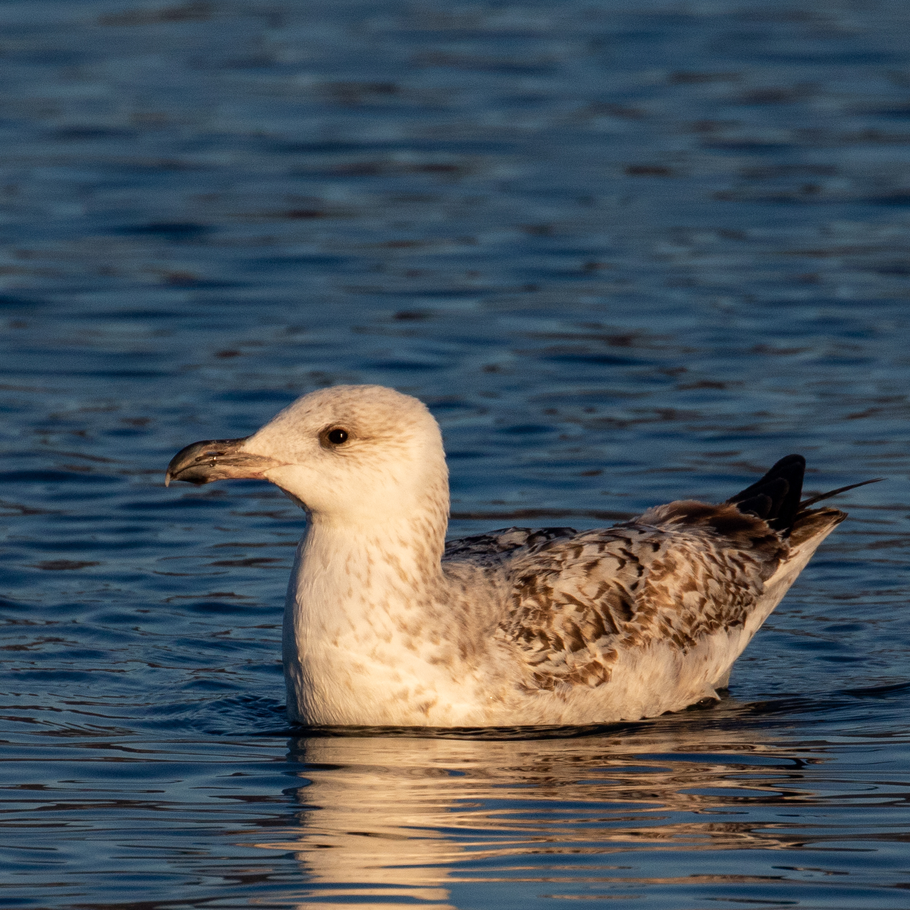 Immature Gulls, GBBG vs HERG – Orange Birding