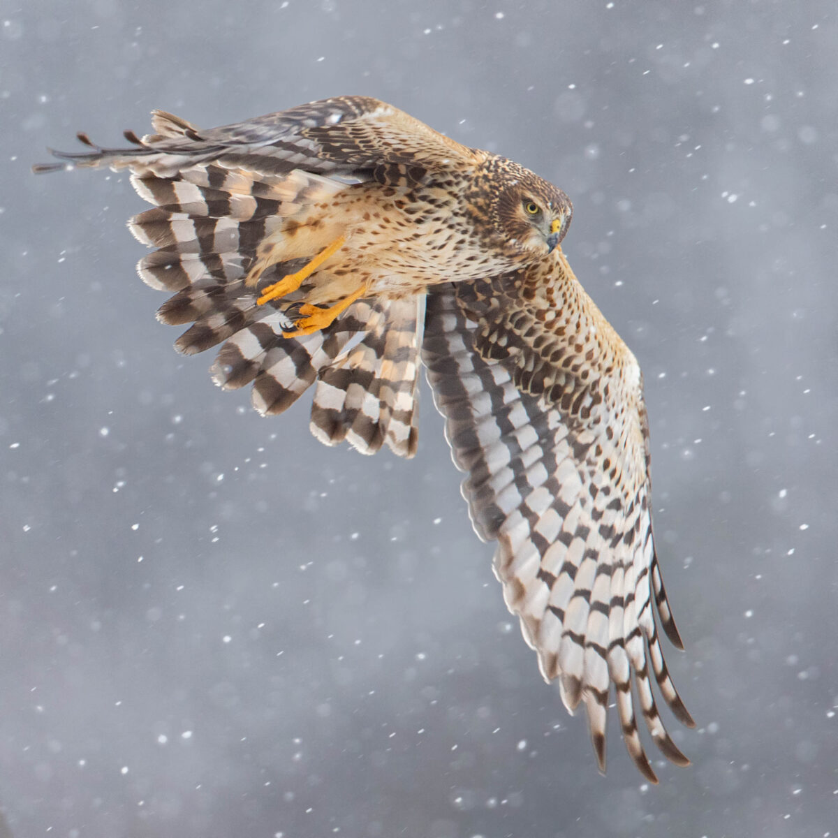 Raptors – Orange Birding