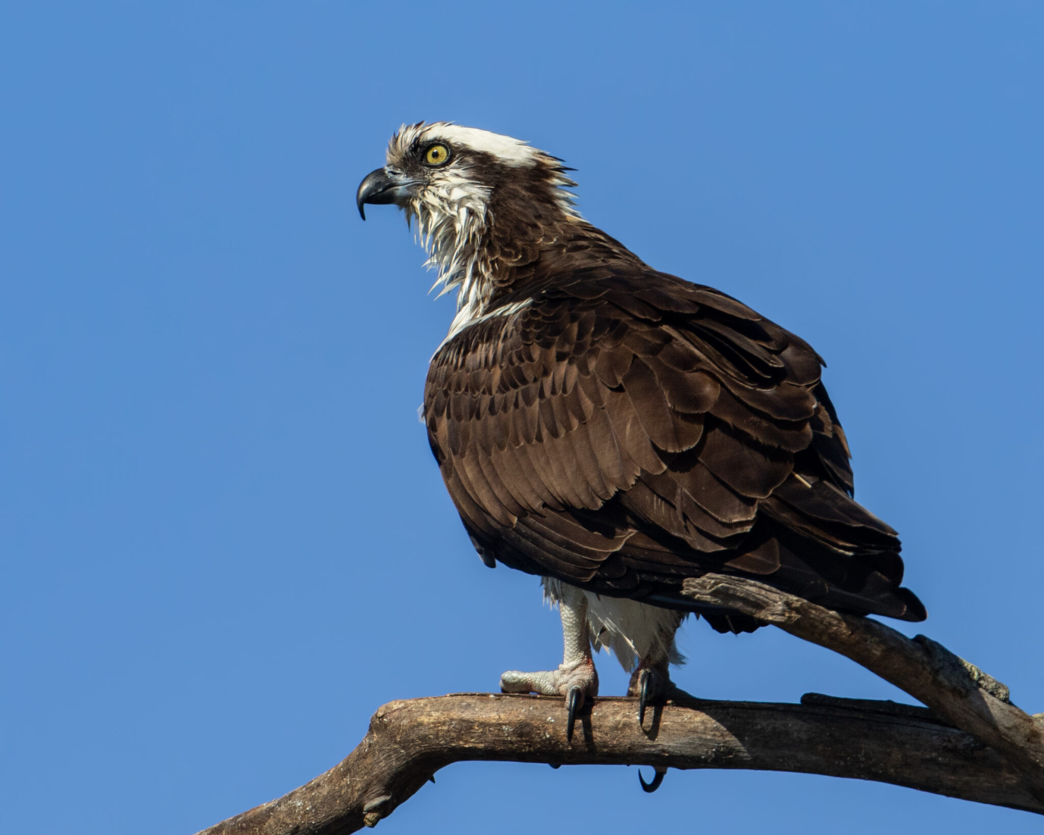 Raptors – Orange Birding