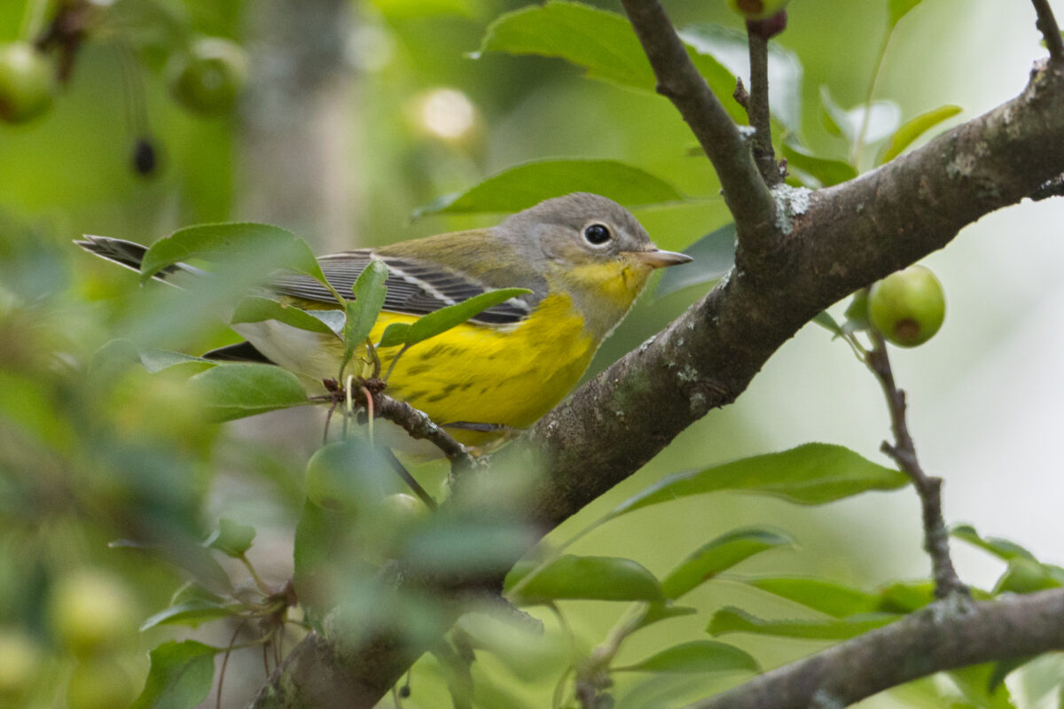 Songbirds – Orange Birding